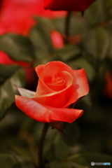 プリンセスミチコ