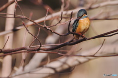 三宝寺池のカワセミ