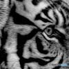タイガーアイ