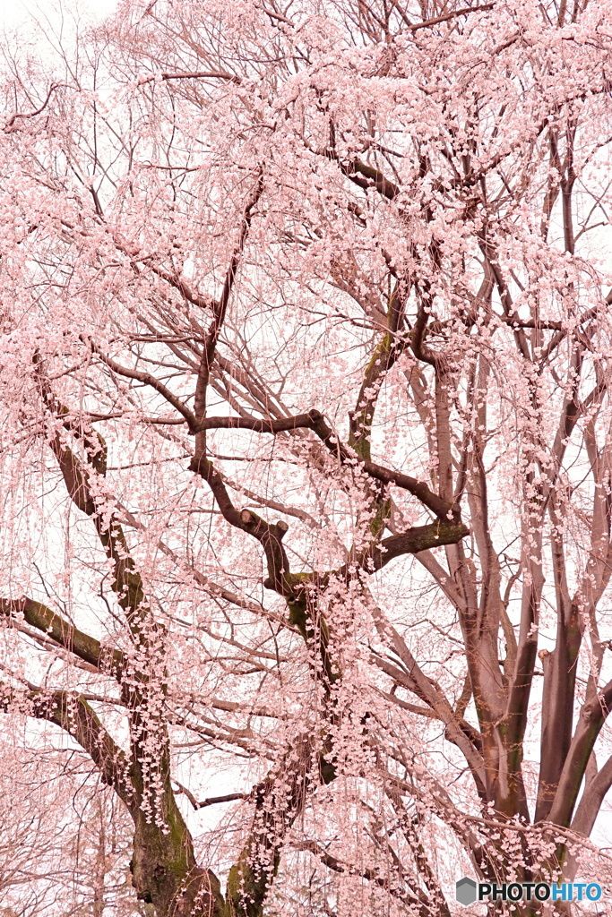 桜雨