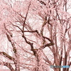 桜雨