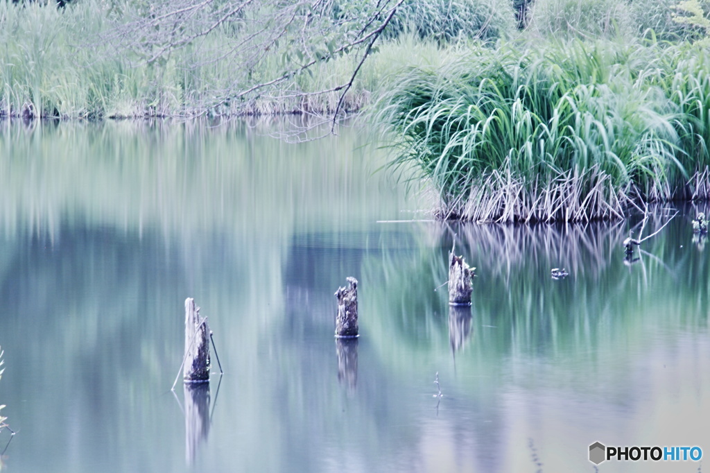 池の眺め