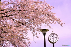 11:12分の桜