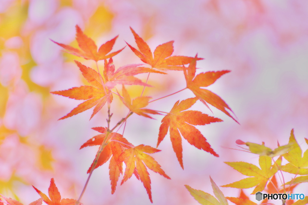 愛し紅葉