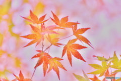 愛し紅葉