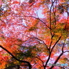 紅葉模様