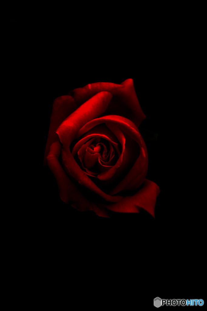 ダウンロード かっこいい 薔薇 背景 黒 新しい壁紙明けましておめでとうございます21