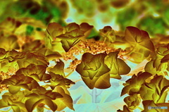 ゴールド紫陽花