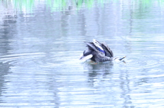 こけた？溺れた？