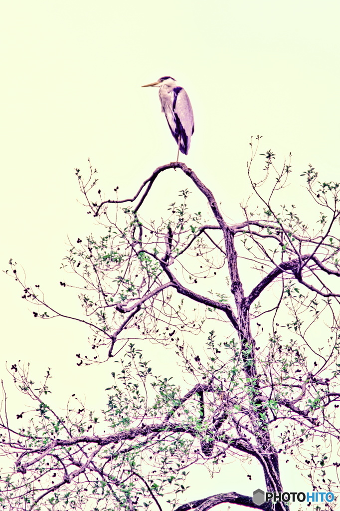 アオサギの図（２）