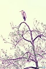 アオサギの図（２）