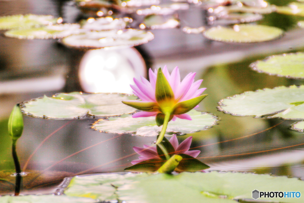 後ろ姿美人の写し絵