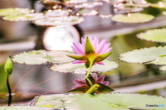 後ろ姿美人の写し絵