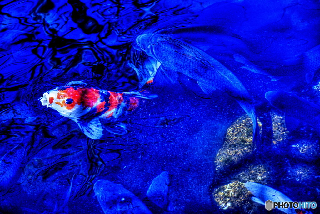 (・´з`・)チュウ鯉