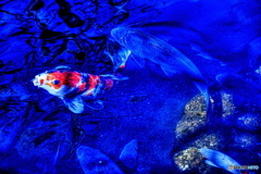 (・´з`・)チュウ鯉