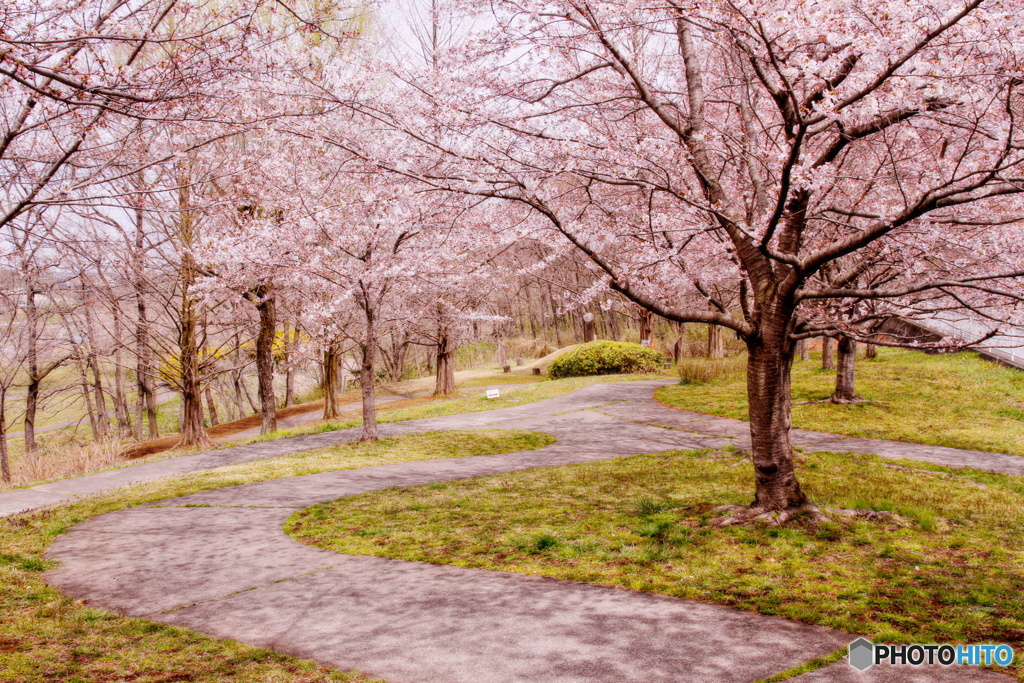 桜のある公園