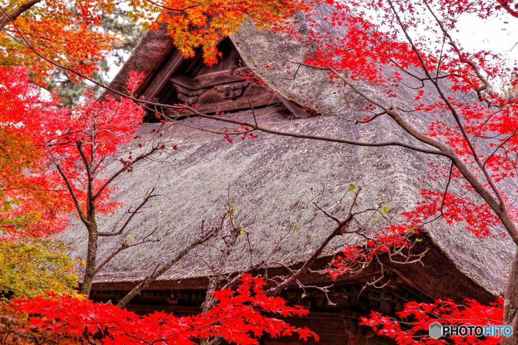 彩り紅葉（もみじ）