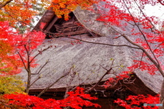 彩り紅葉（もみじ）