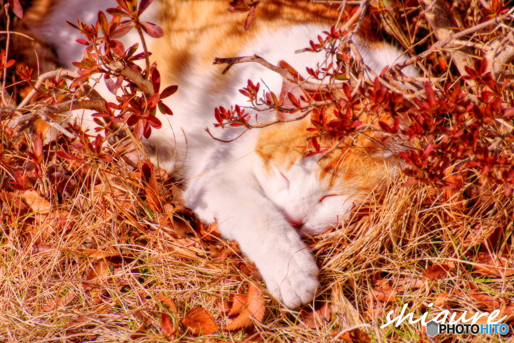 今日は気持ち良いのだ