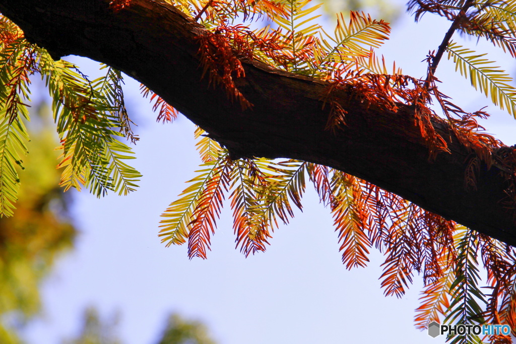 メタセコイアの紅葉