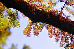 メタセコイアの紅葉