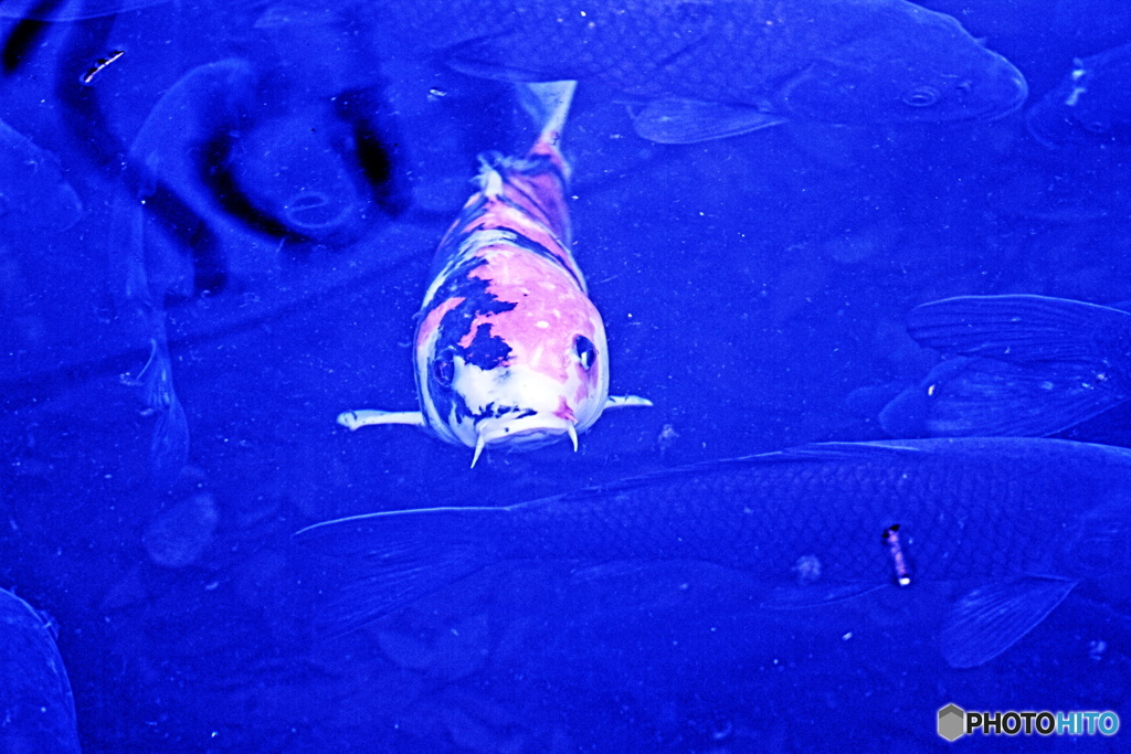 目が合っていた