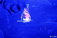 目が合っていた