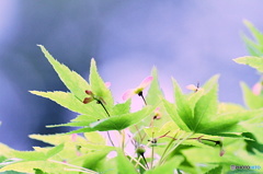 小さい小さい秋み~つけた 小さい小さい秋み~つけた