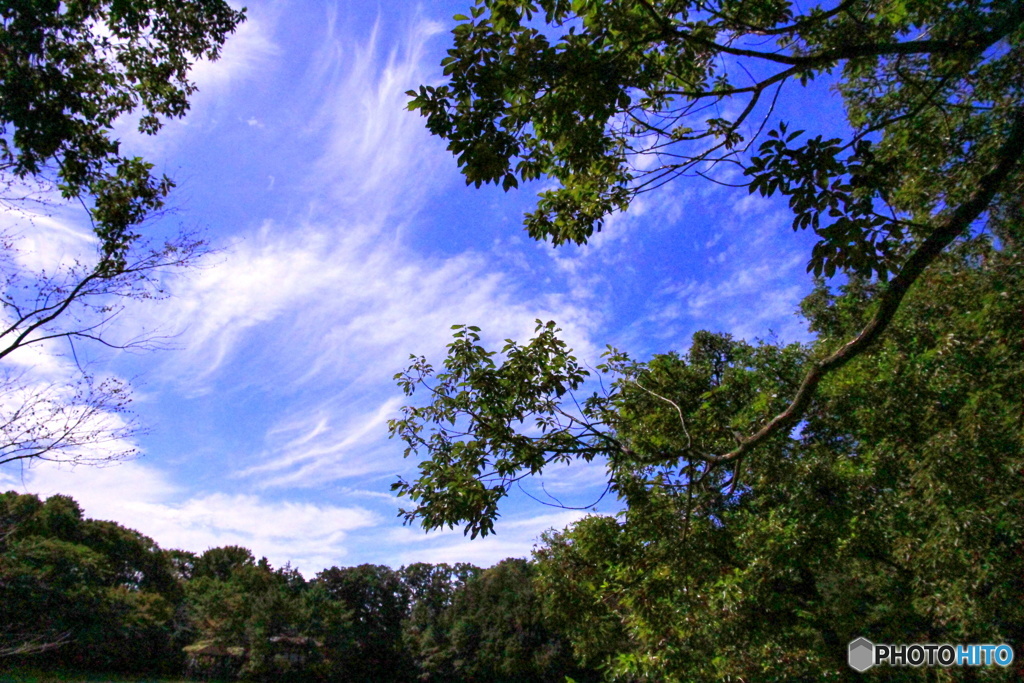 木々と青空