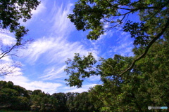 木々と青空