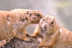 好き♡照れるって♡