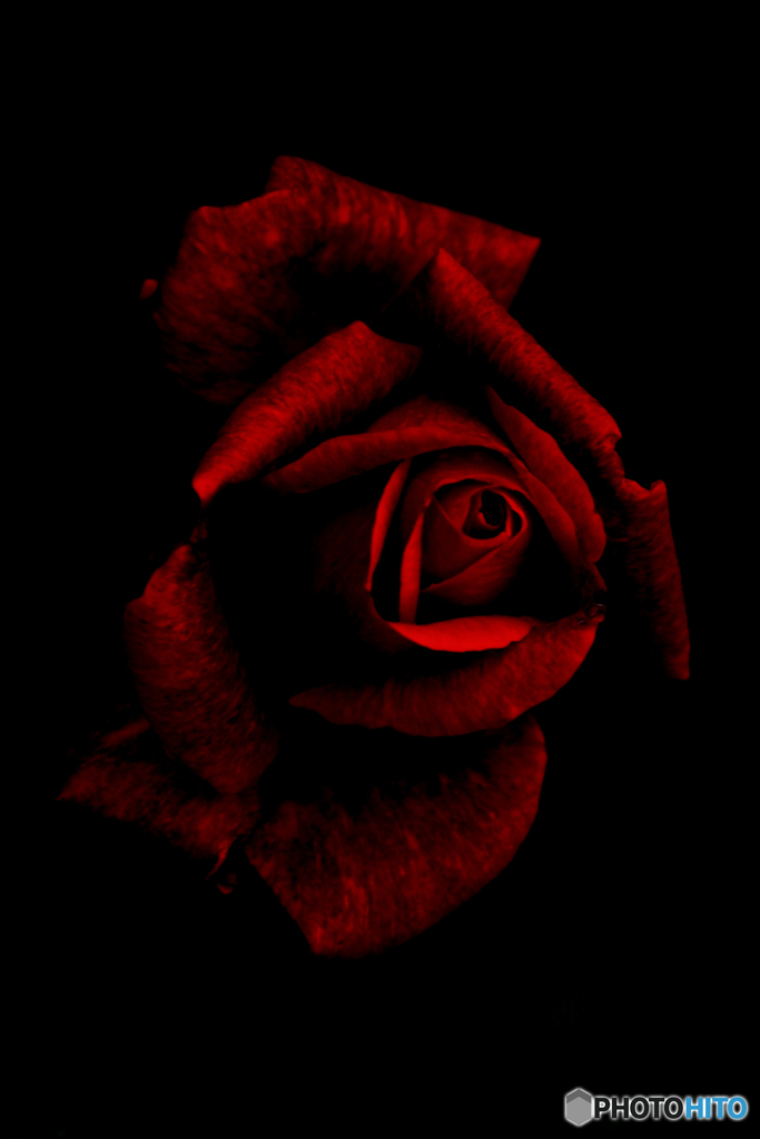 黒にも馴染む赤薔薇の美しさ by しぐれ （ID：10567907） - 写真共有