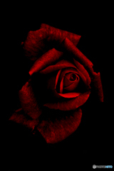 黒にも馴染む赤薔薇の美しさ