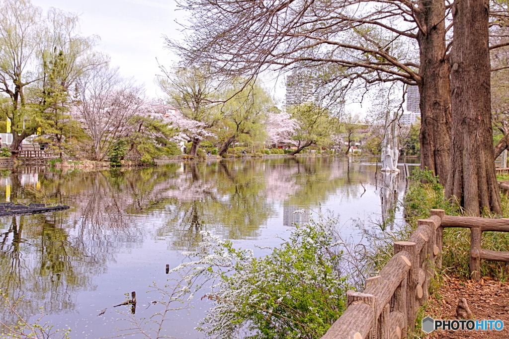 ボート池の春化粧