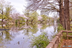 ボート池の春化粧