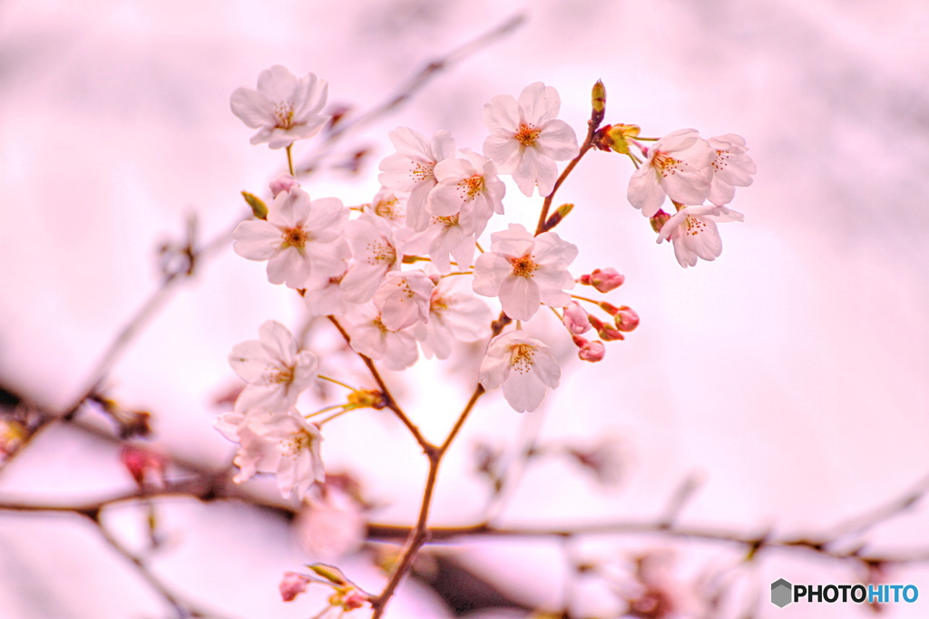 桜色に包まれた桜