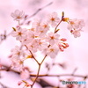 桜色に包まれた桜