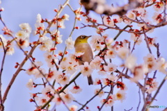 ウメジロー