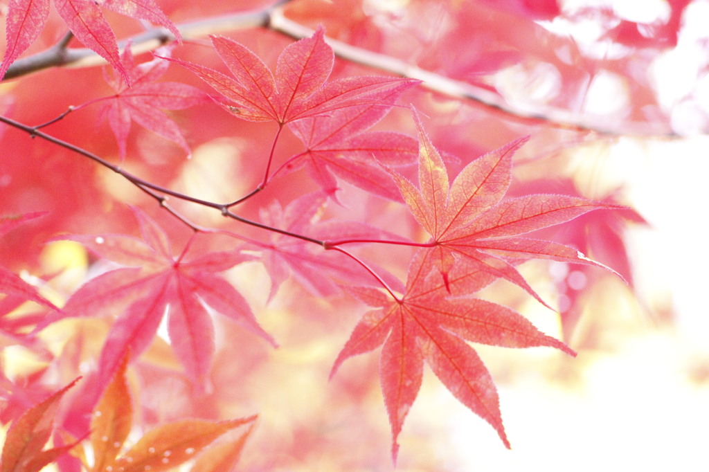 優しく紅く