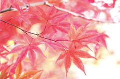 優しく紅く