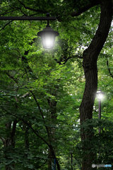 森の中の街灯（２）