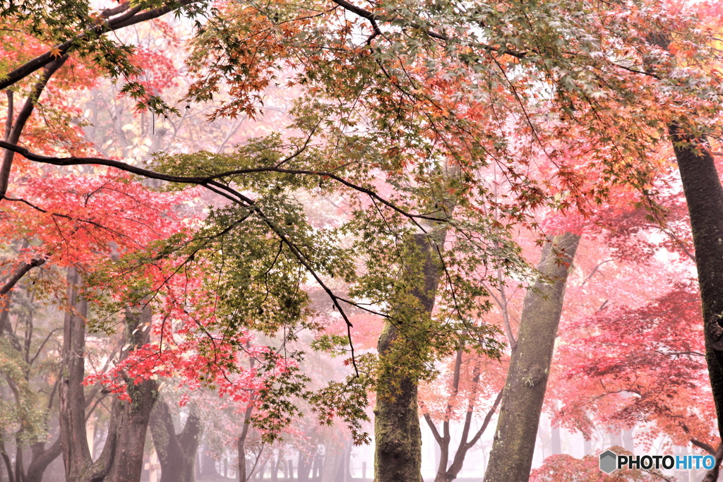 朝霧紅葉