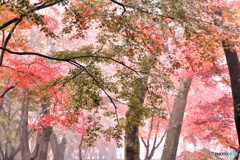 朝霧紅葉