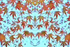 万華紅葉