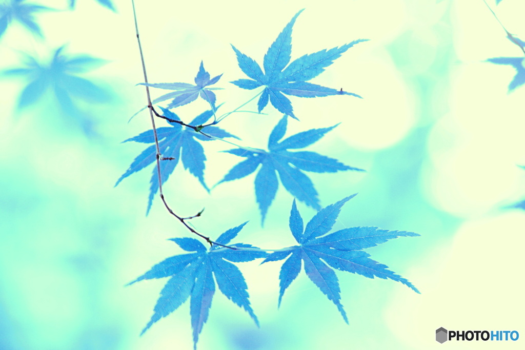 色遊び（もみじ）