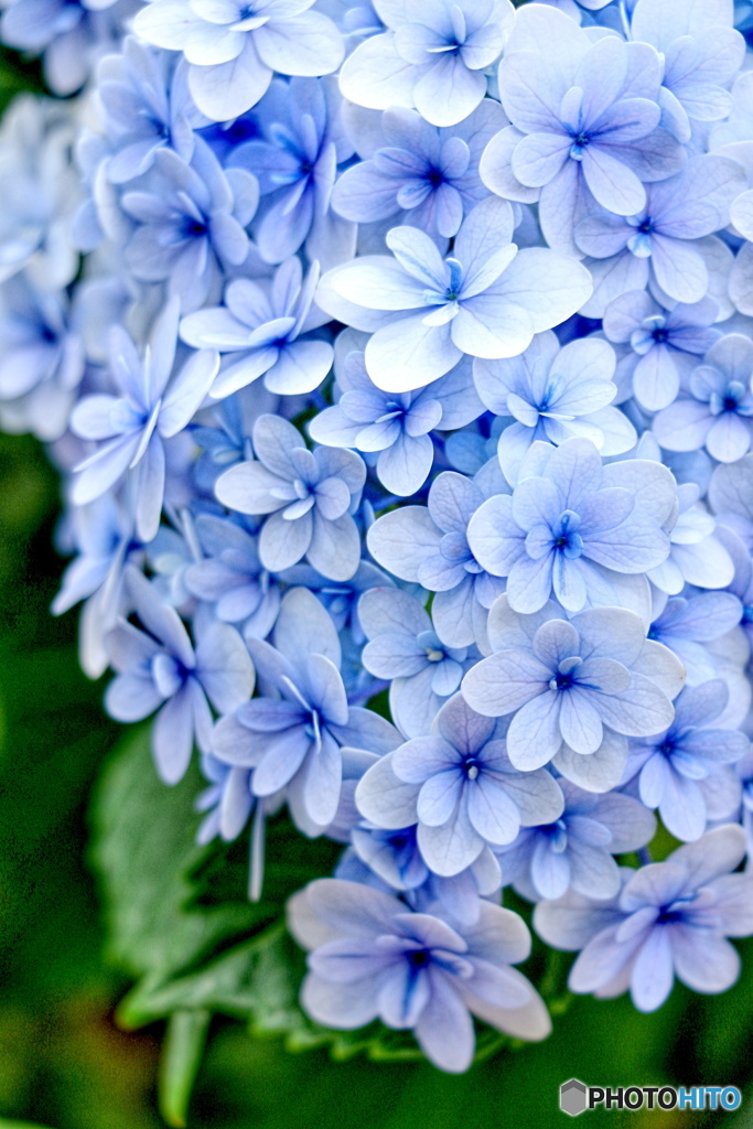 花飾り