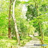 新緑の小路