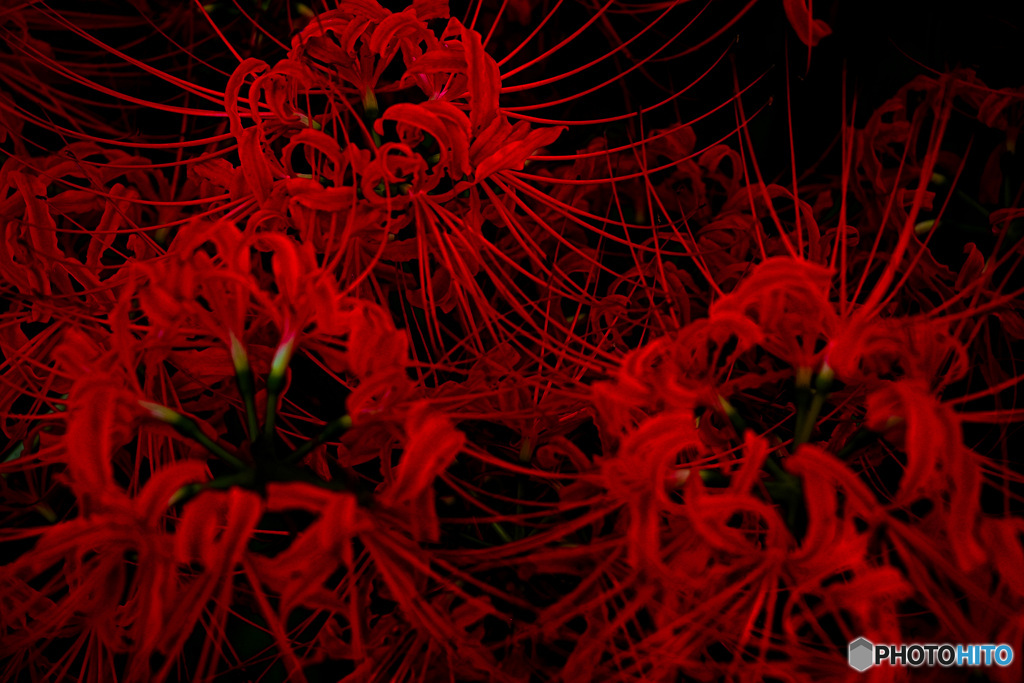 紅い鬚