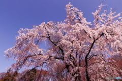 枝垂れ桜