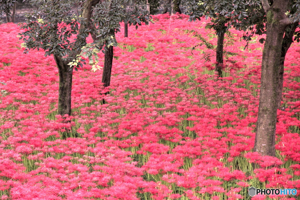 見たかった景色